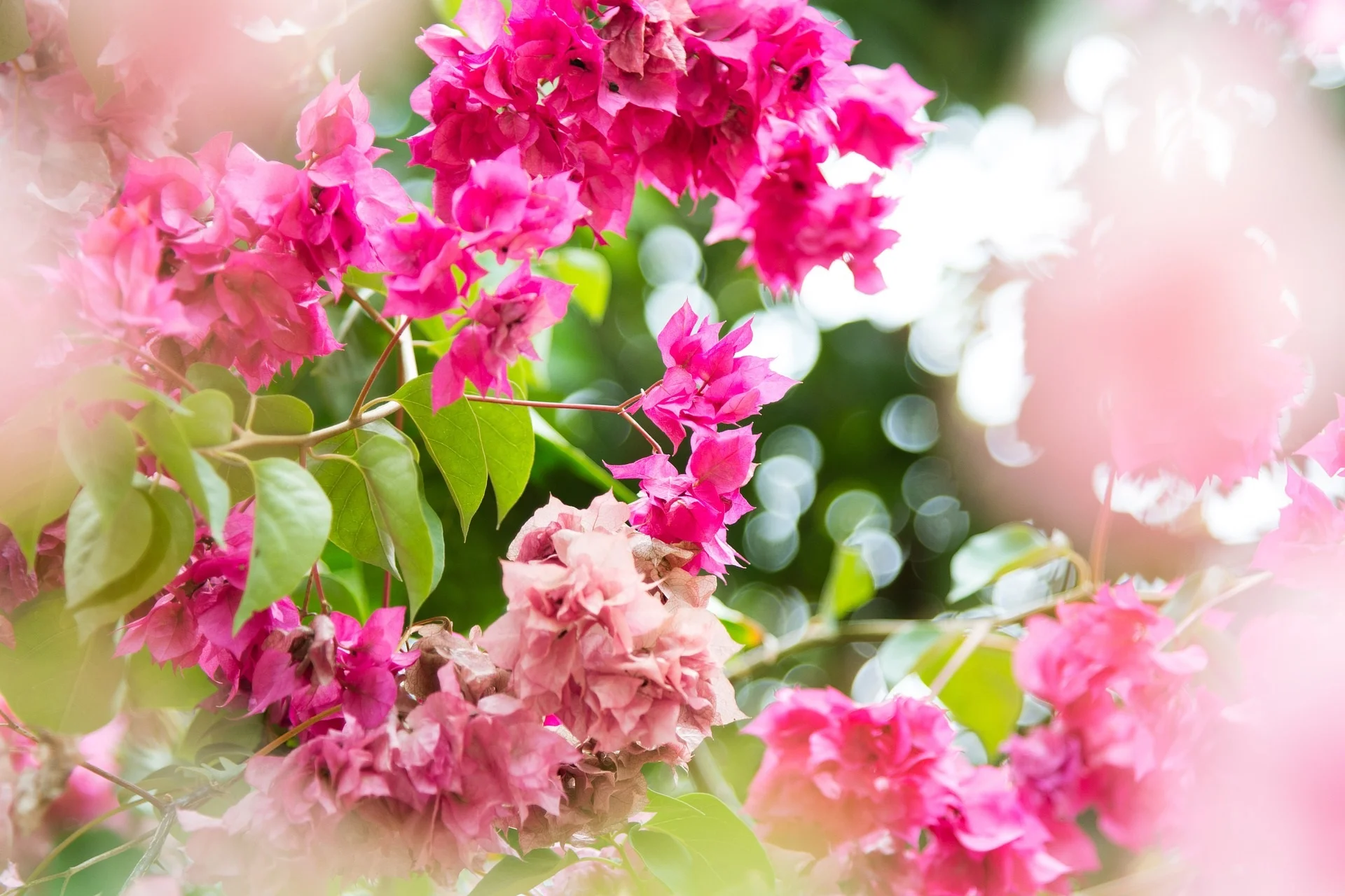 Flowers.jpg