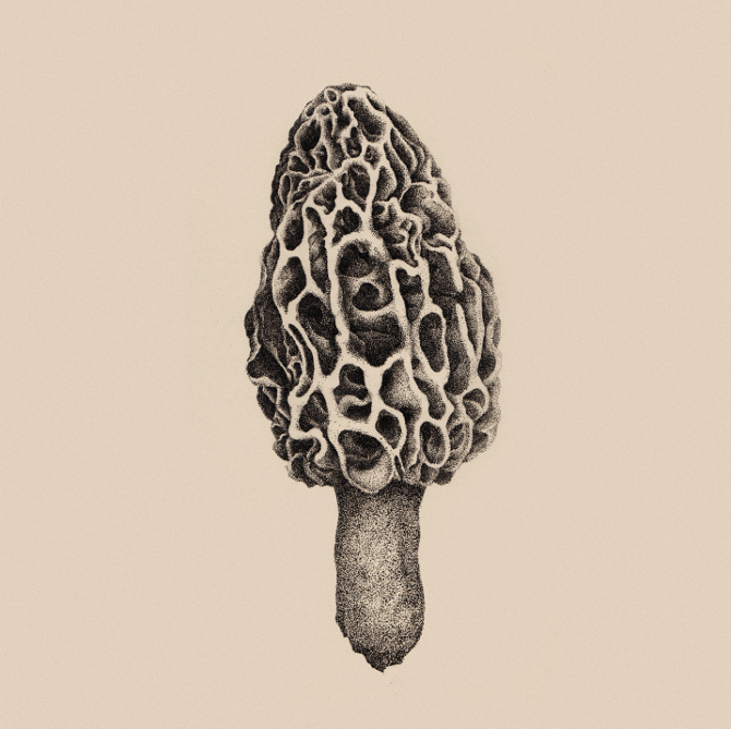 Morel illustration by Ken K Chung at  KKC Studio