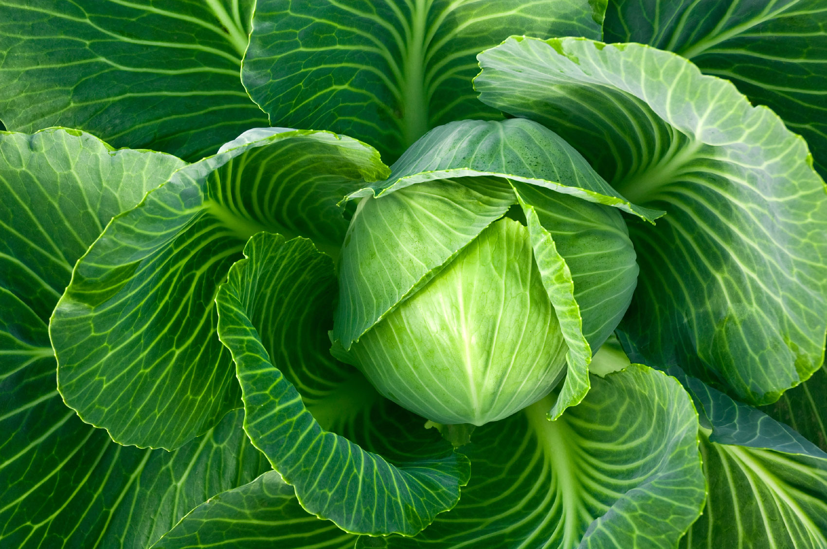 cabbage[1].jpg