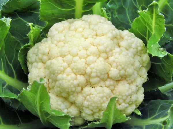 cauliflower[1].jpg