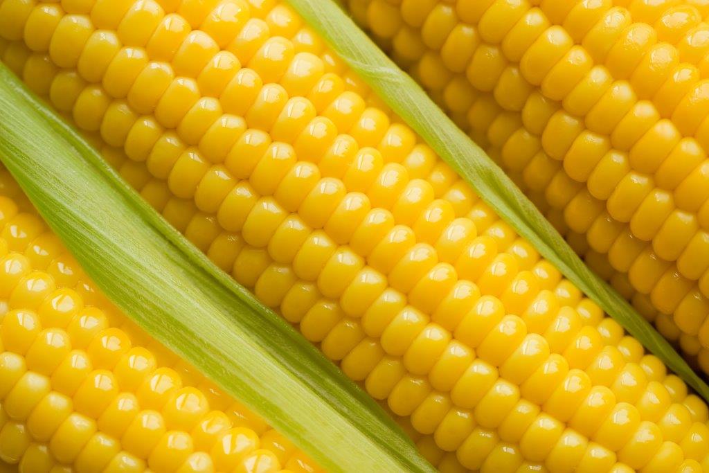 corn.jpg