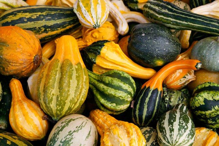 gourds.jpg