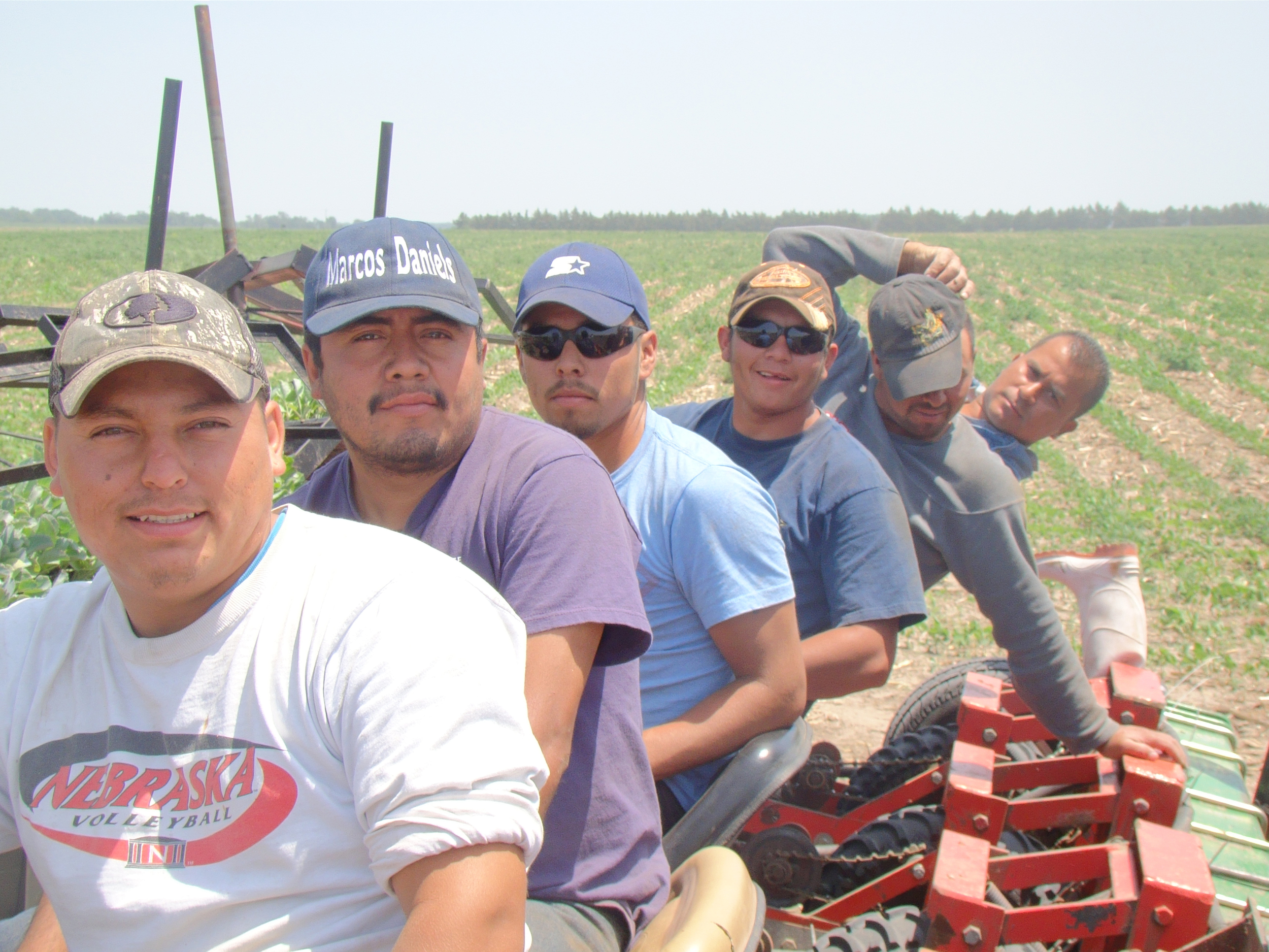 Cabbage Planting