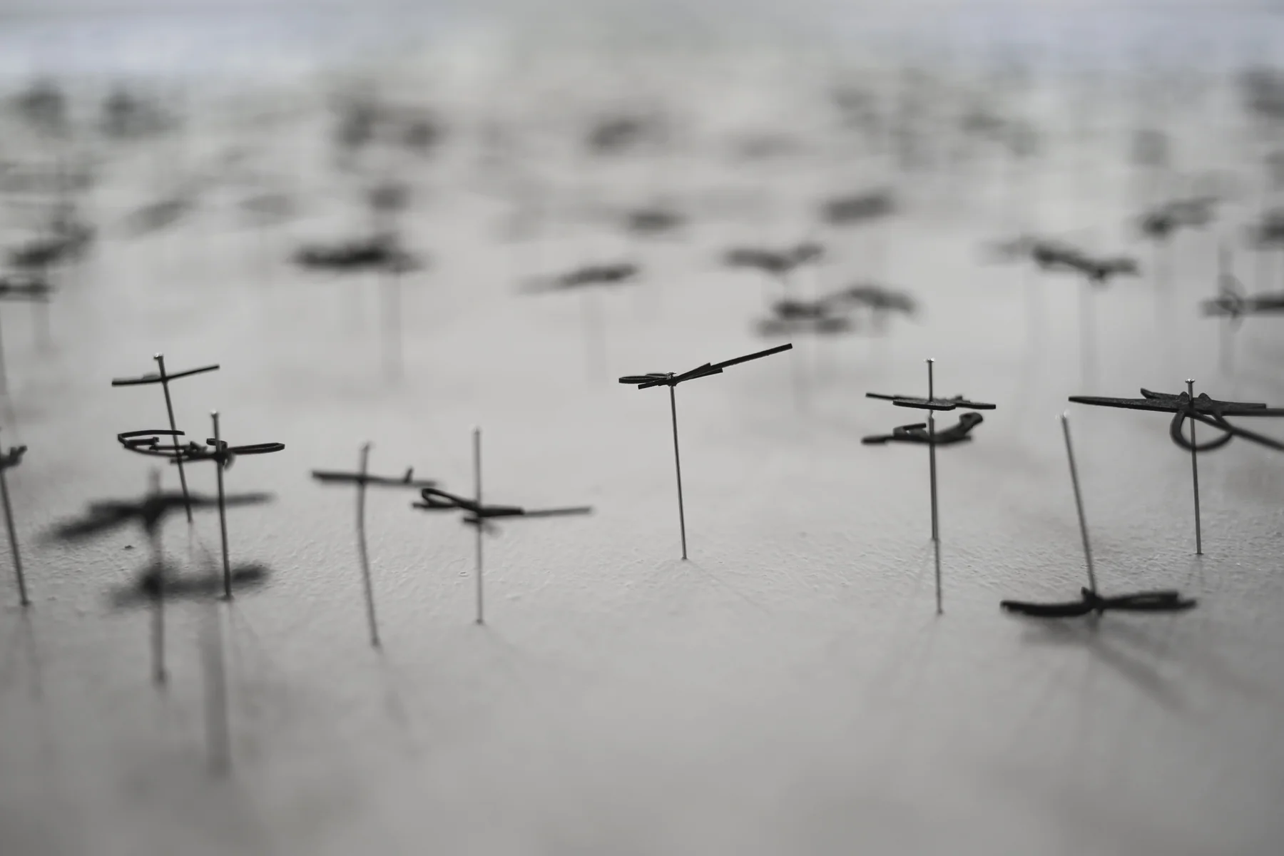Murmuration