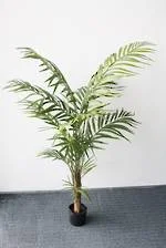 Palm -Deluxe Areca.jpg