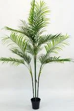 Palm Areca- 2.6m.jpg