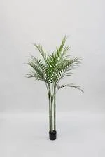 Palm- Areca 1.8.jpg