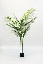 Palm- Areca.jpg