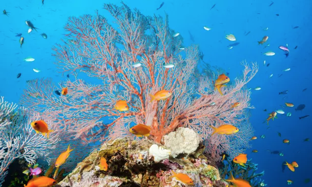 Great Barrier Reef: forest three times size of ACT cleared in past five years | The Guardian