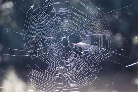 web.jpg
