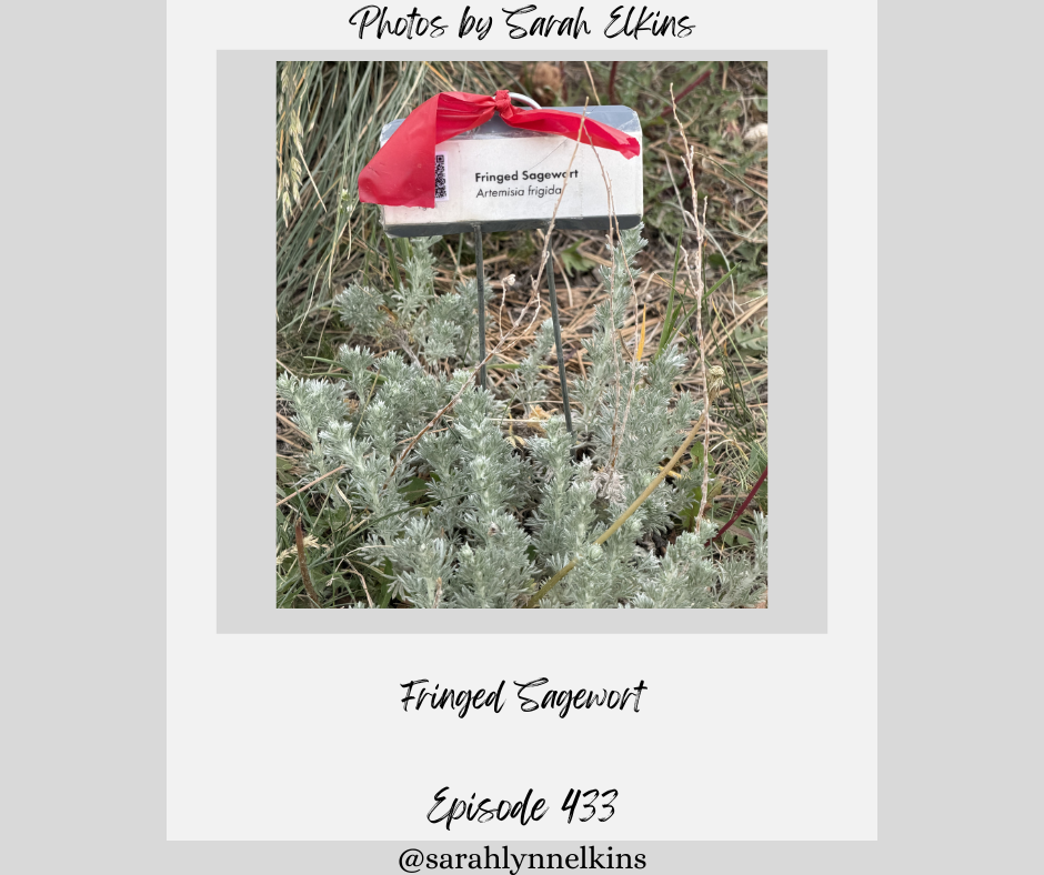 a photo of Fringed Sagewort