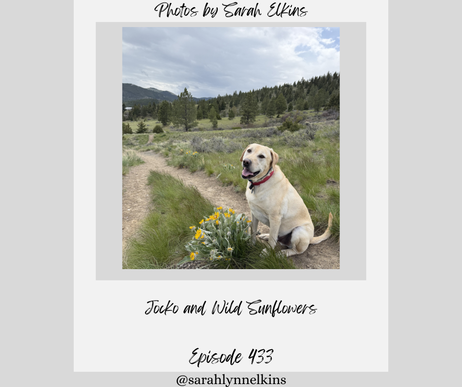 a photo of Jocko and what the writer thinks is wild sunflowers