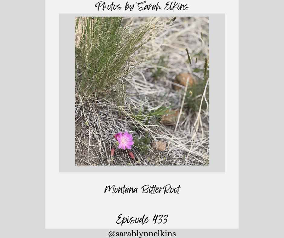 a photo of Montana BitterRoot by Sarah Elkins