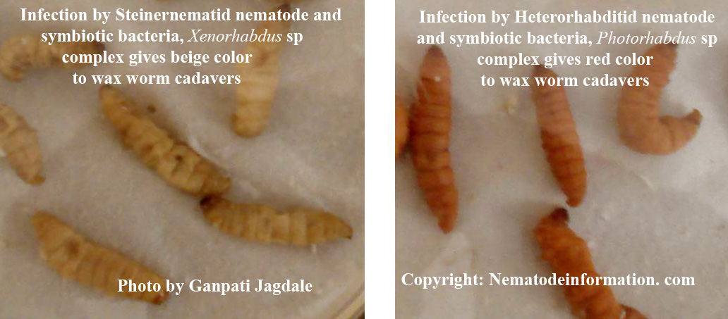 Entomopathogenic nematodes kill their insect hosts within 24 hours