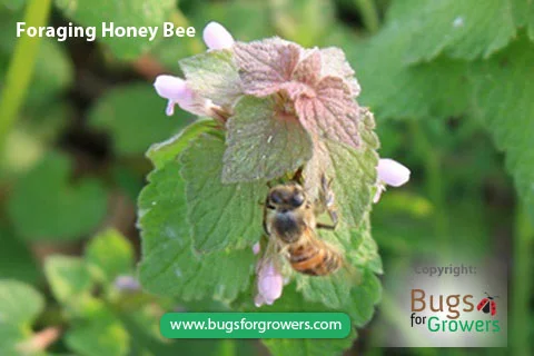 A Foraging Honeybee.jpg