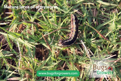 A mature larva of armyworm.jpg