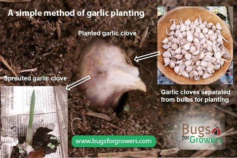 A simple method of garlic planting.jpg