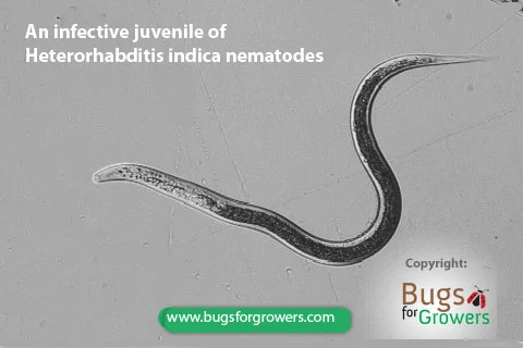 An infective juvenile of H. indica nematodes.jpg