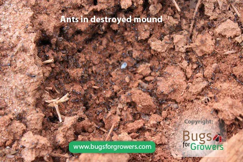 Ants in destroyed.jpg