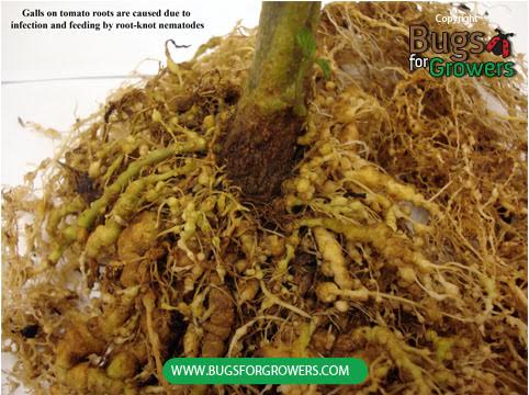 Galls caused by Root-knot nematodes.jpeg