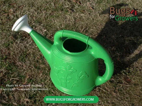 Photo 5. Watering can is easy to use for spraying of beneficial Steinernema feltiae nematodes on the foliage.