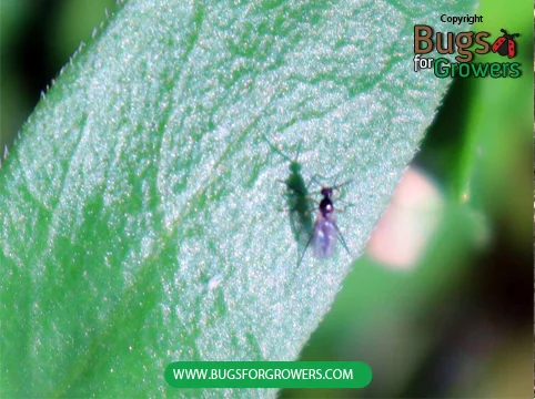 Photo 1. An adult of fungus gnat