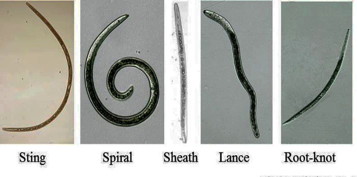 Organic control of plant nematodes with entomopathogenic nematodes —  Nematode Information