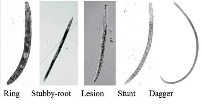 Photo 1. Different species of plant- parasitic nematodes