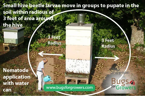 Photo 2. Movement of mature larvae of small hive beetles