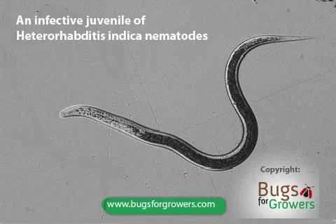Photo 3. An infective juvenile of Heterorhabditis indica nematodes
