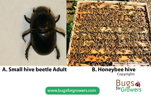 An adult of small hive beetle and honeybee hive
