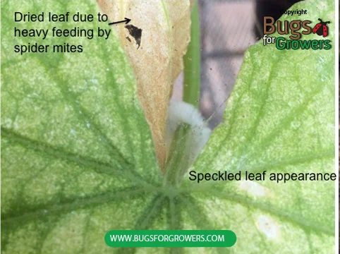 Photo 1. Speckled leaf appearance caused due to feeding by spider mites