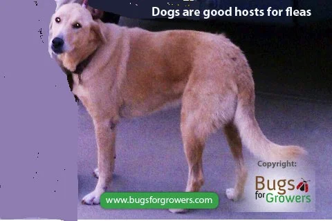Photo 1. Dog as host of fleas