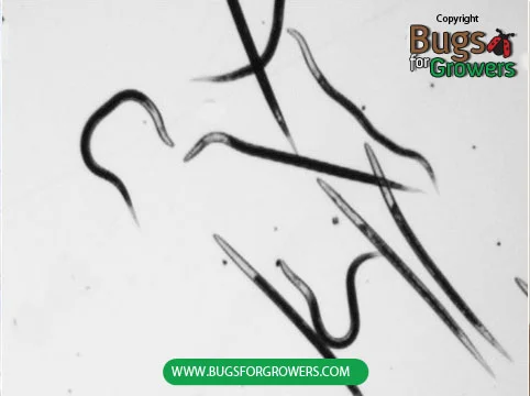 Photo 3. Steinernema carpocapsae nematodes