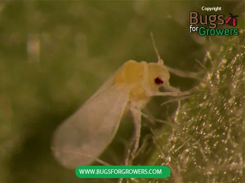 An adult of greenhouse whitefly