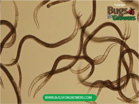Photo 2. Infective juveniles of Steinernema carpocapsae nematodes