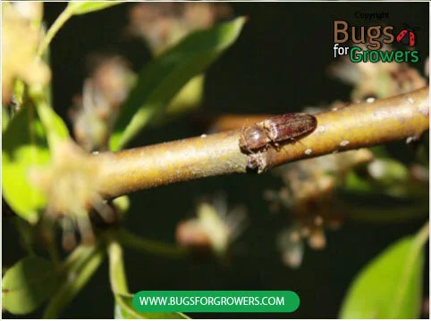 Beneficial nematodes can be used for control of wireworms