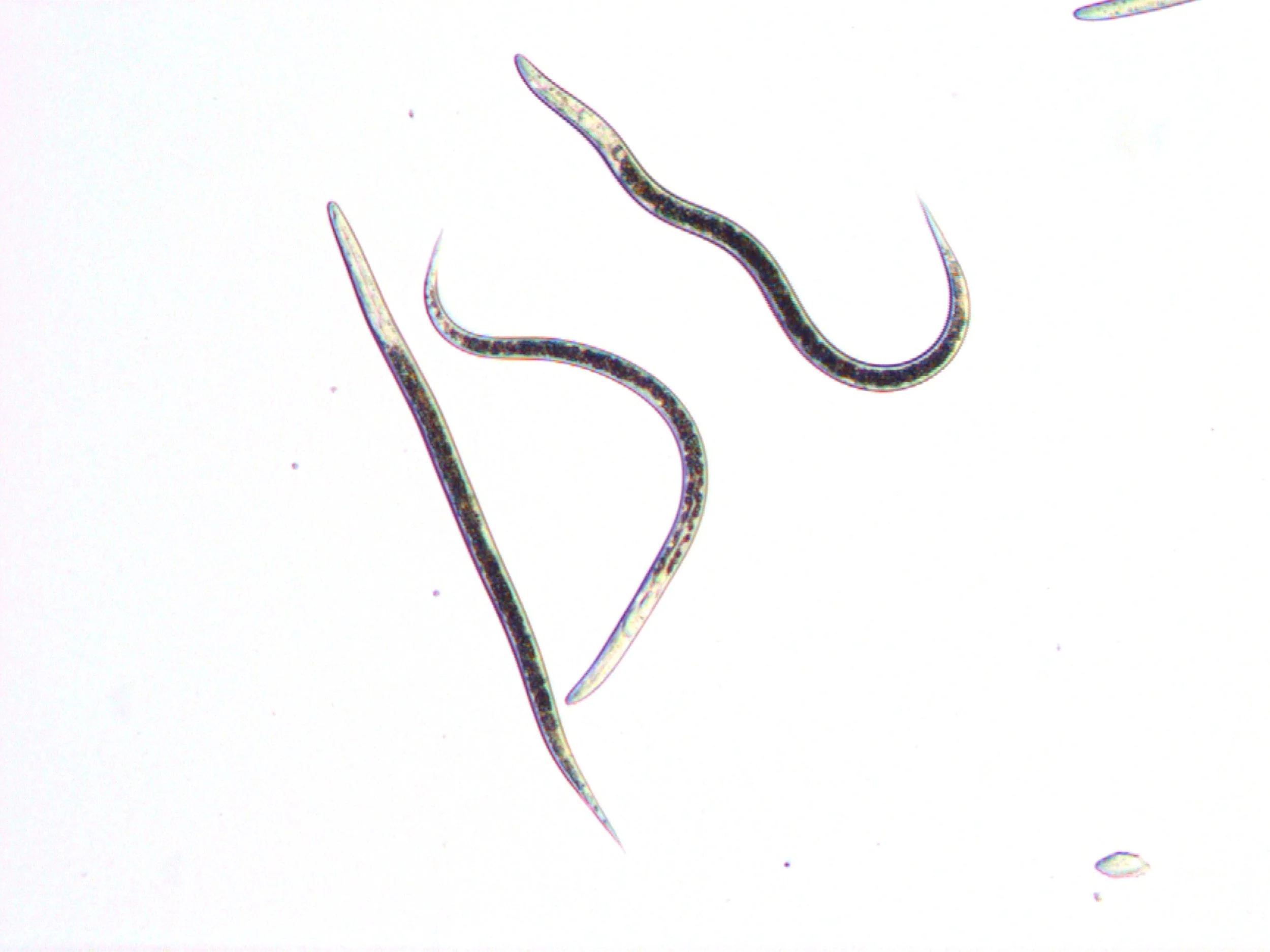 Heterorhabditis indica: The Natural Ally Against Small Hive Beetles