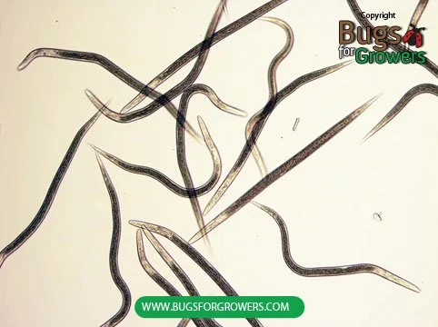 Heterorhabditis bacteriophora: Natural Control for Soil Pests