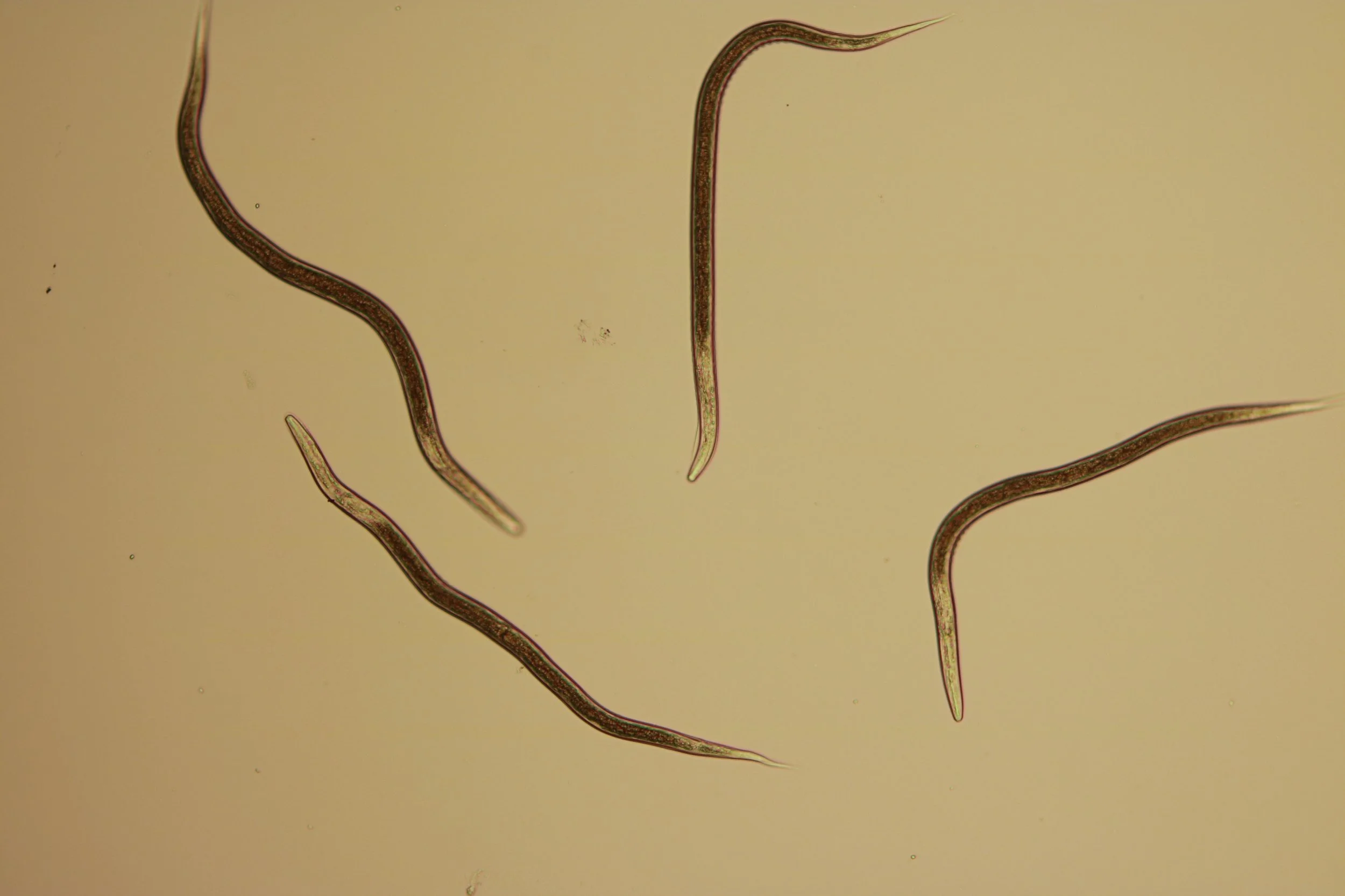 The Most Serious Lawn and Garden Threat: Japanese Beetles