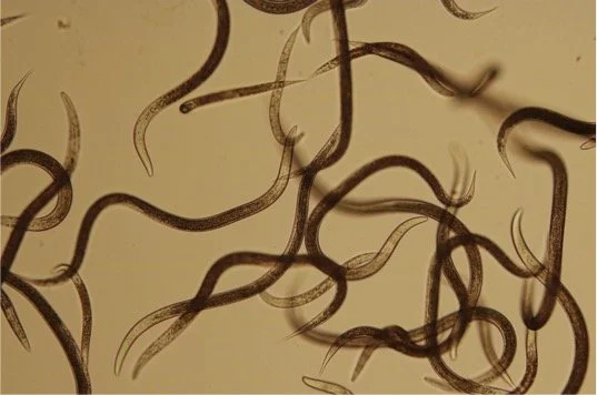 The Best BioControl Agent for Peach Curcilio: Steinernema riobrave 