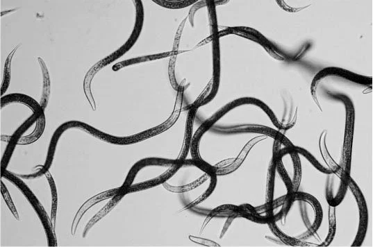 The Most Amazing Beneficial Nematodes: Steinernema Species