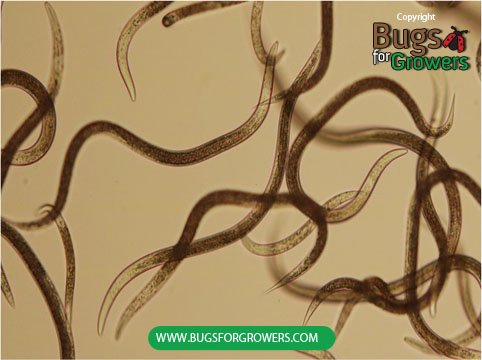 Fight Dog Fleas with Steinernema carpocarpsae Nematodes