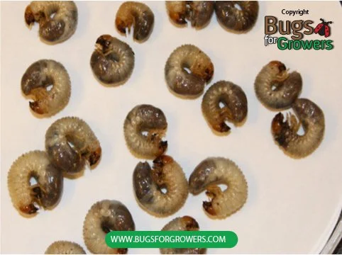 Stop Lawn Digging Fast with Beneficial Nematodes This Spring!