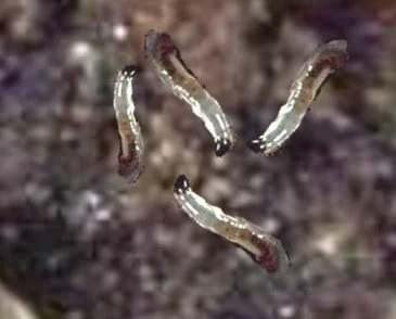 The Best Natural Control of Greenhouse Fungus: Steinernema feltiae Nematodes