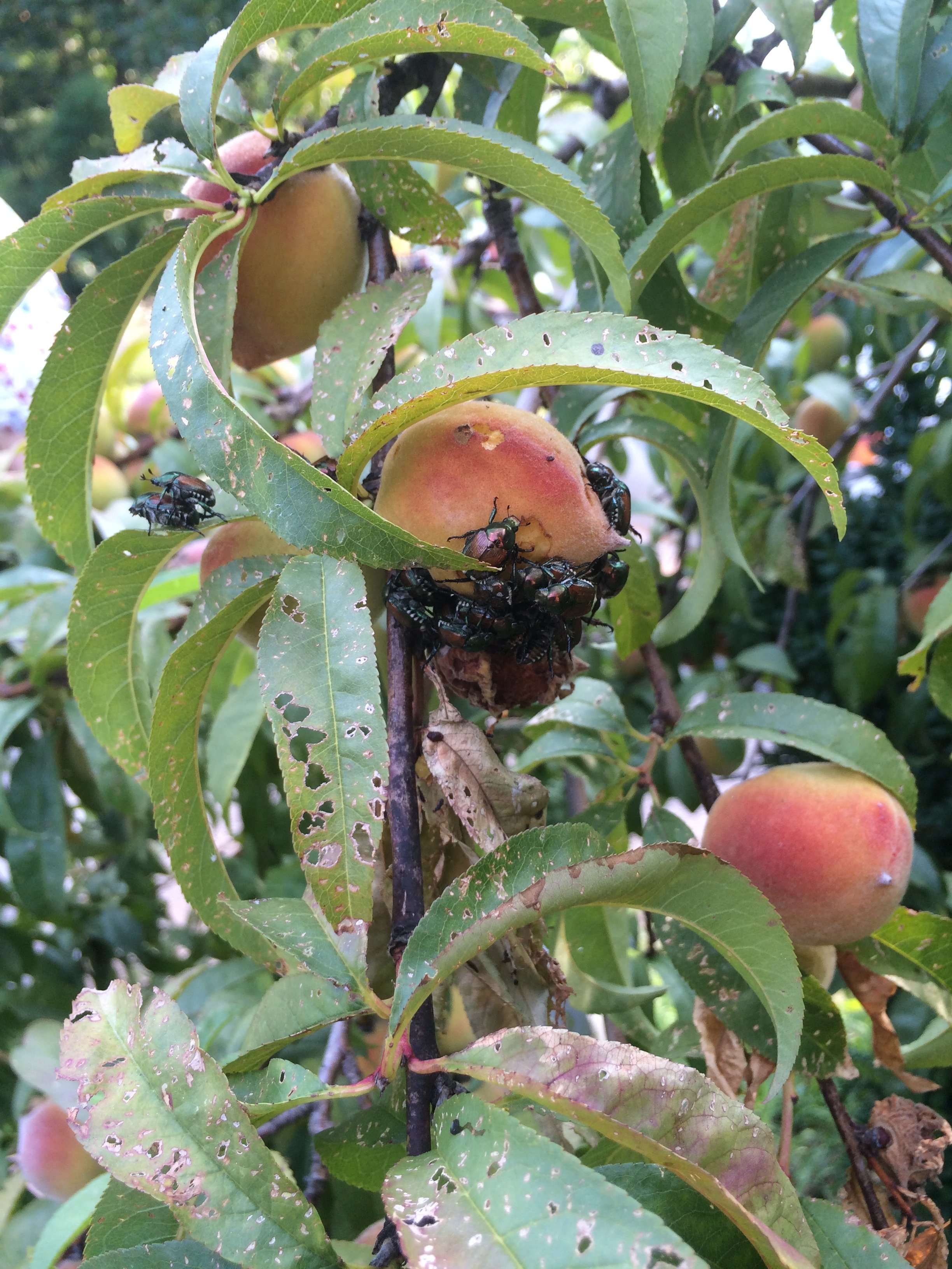 Stop Japanese Beetle Overwintering with Heterorhabditis bacteriophora