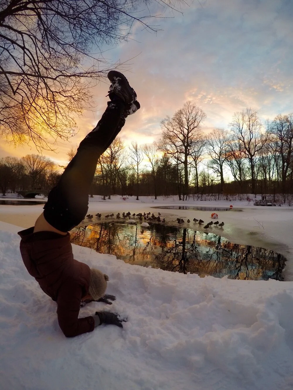 Sirsasana : Forearm Stand.jpg
