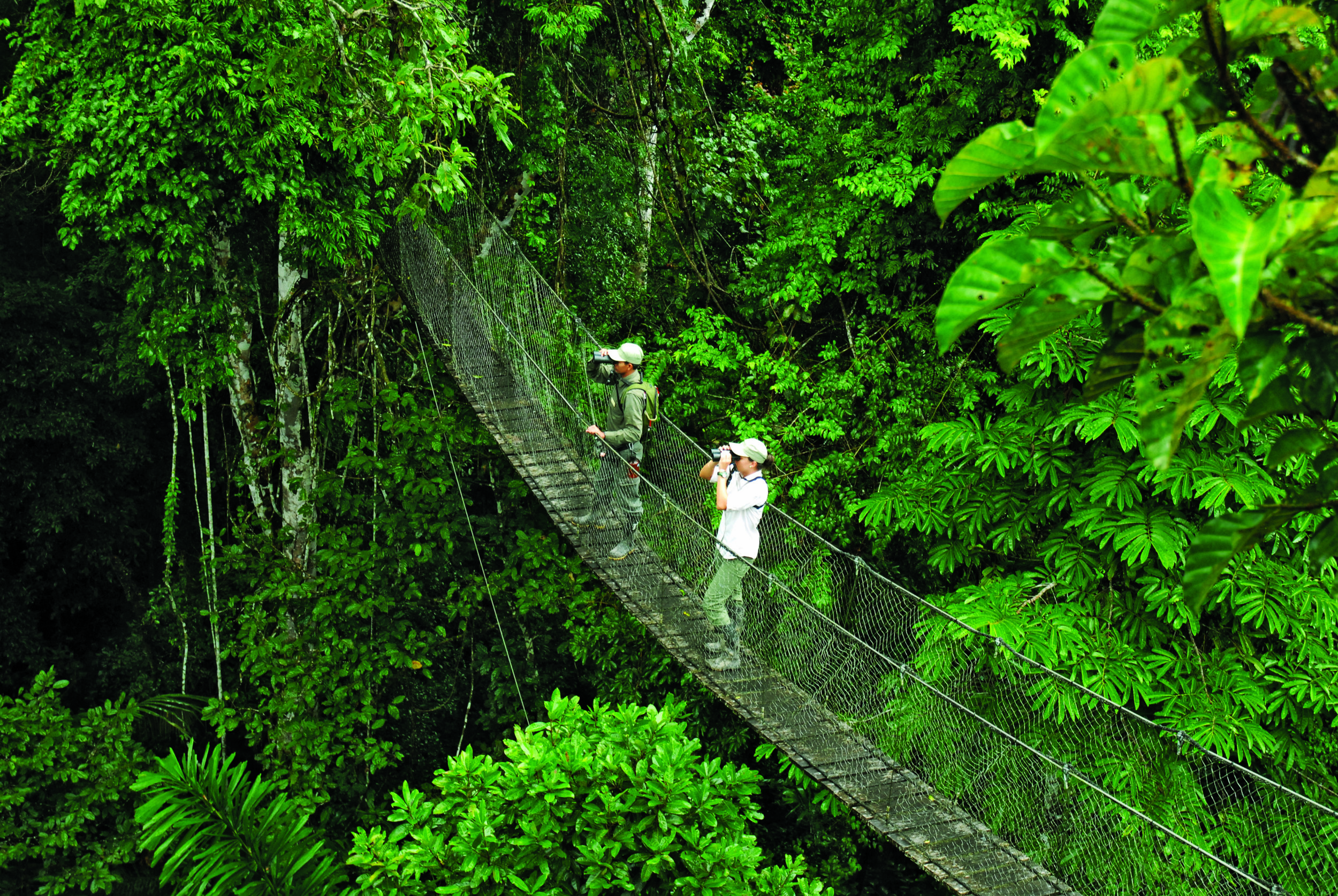 Reserva Amazonica's Canopy Walkway takes guests 100' above the rainforest floor