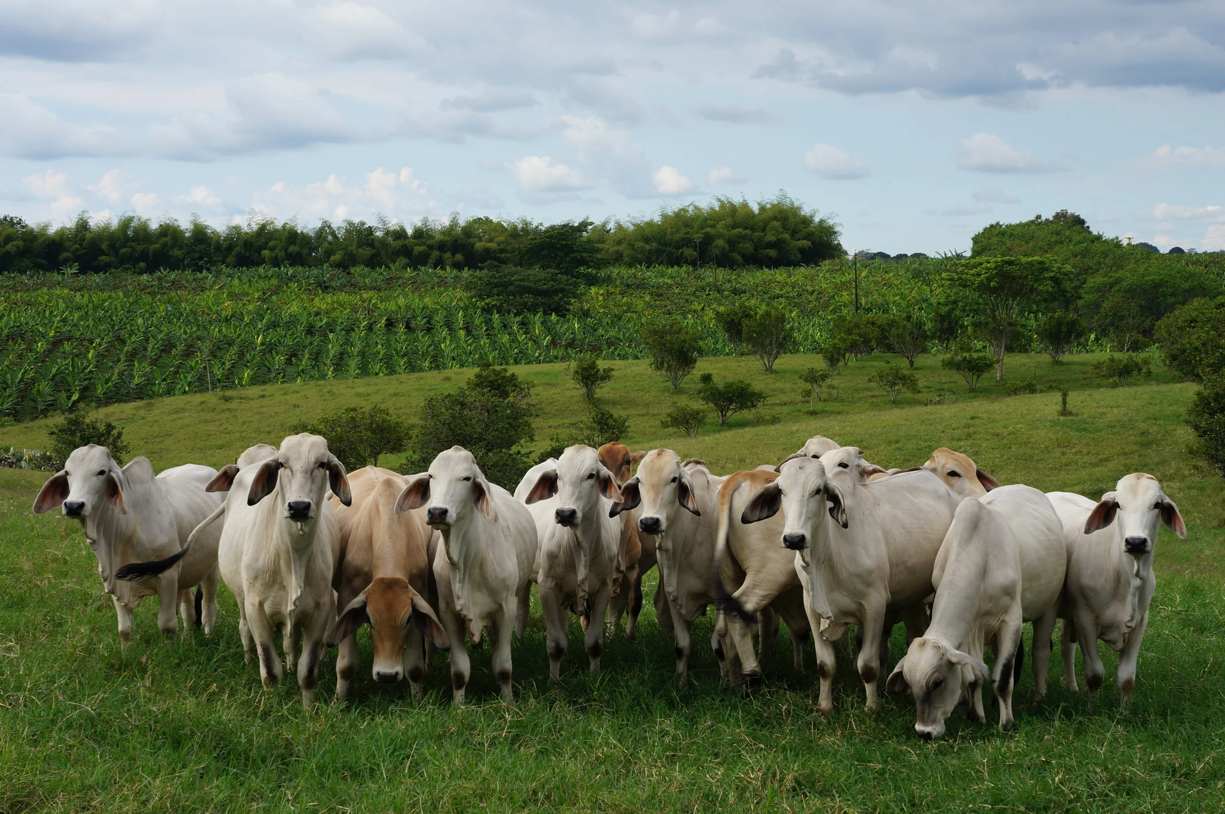 Cows far outnumber coffee trees on the plantation grounds surrounding Hacienda Bambusa.