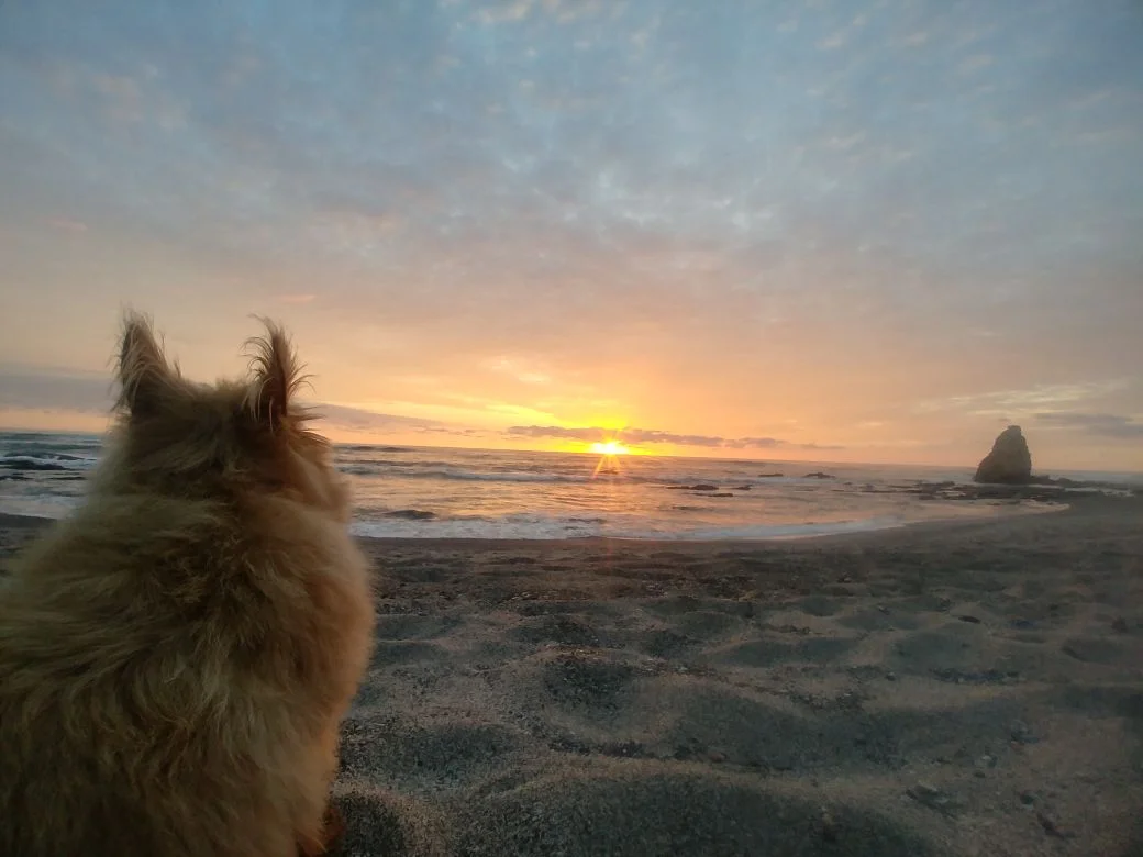 Tika, one of Jennifer's dogs that accompany her to work, enjoys the sunset on the beach right in front of Latitude 10.